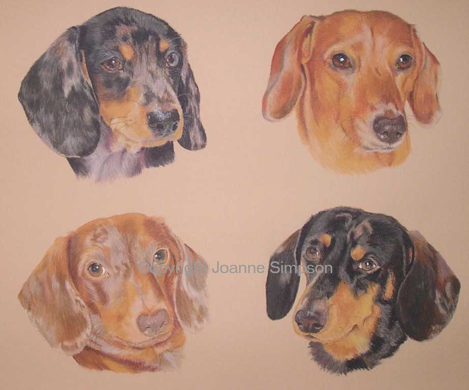 Dachshund pet portrait by Joanne Simpson